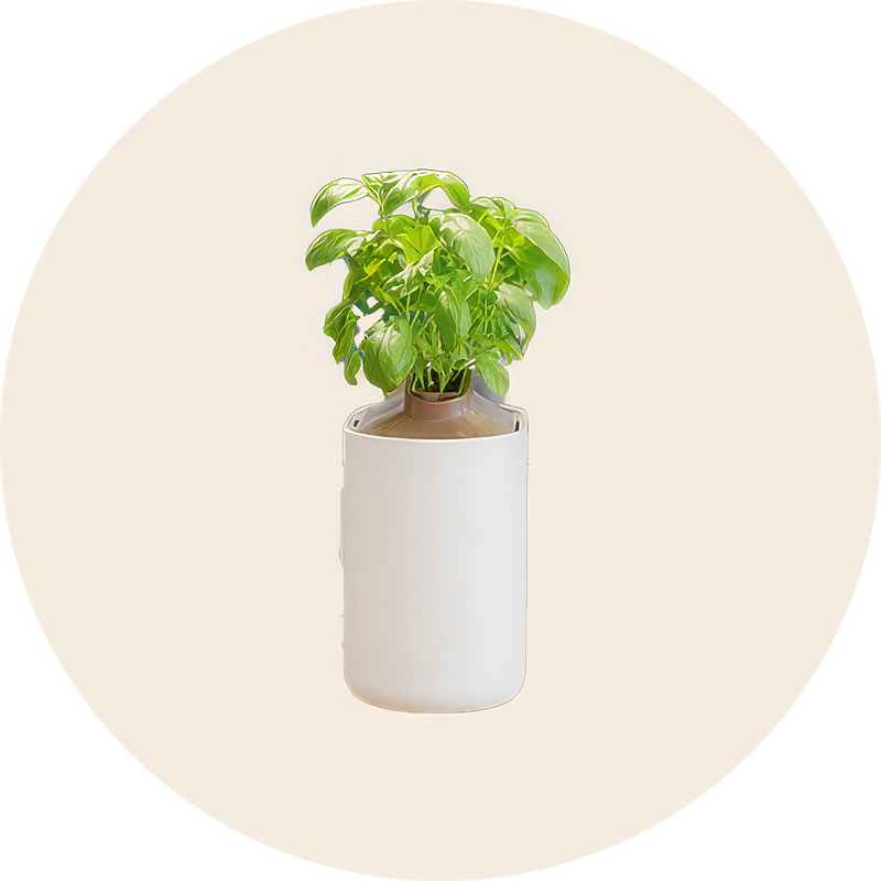 Home & Garden