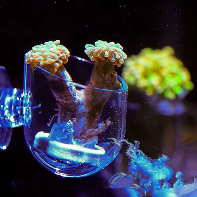 1PC Aquarium Worm Feeder Cup – Red Worm & Earthworm Feeding Cup with Suction Base for Fish Tanks & Aquatic Plants