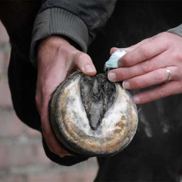 Handcrafted Unique Horn Silver Hoof Balls