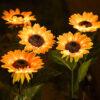 LED Solar Sunflower Lights – IP65 Waterproof Outdoor Pathway Lamp for Garden, Yard, Wedding & Holiday Decor