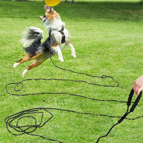 Taglory 30FT Long Dog Leash – Training & Recall Leash with Comfortable Padded Handle for Small, Medium & Large Dogs – Durable Walking & Camping Leash, Black